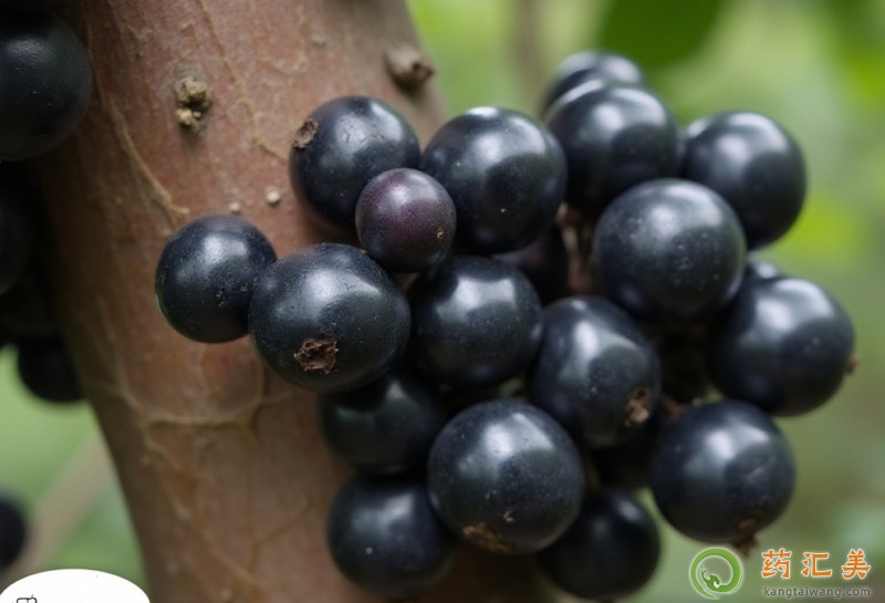 胰腺炎可以吃嘉寶果嗎