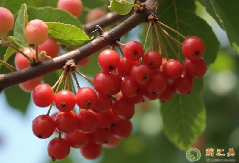 胰腺炎能吃櫻桃嗎 胰腺炎能吃櫻桃嗎