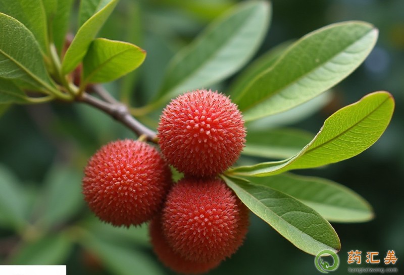 胰腺炎可以吃楊梅嗎 1.jpg