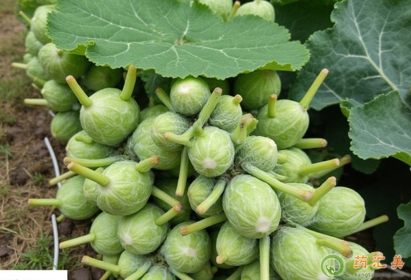 失眠可以吃抱子甘藍嗎 失眠可以吃抱子甘藍嗎