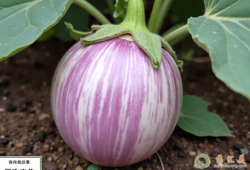 失眠可以吃花茄子 失眠可以吃花茄子