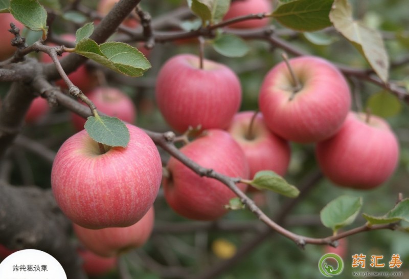 早上可以空腹吃蘋果嗎 早上可以空腹吃蘋果嗎