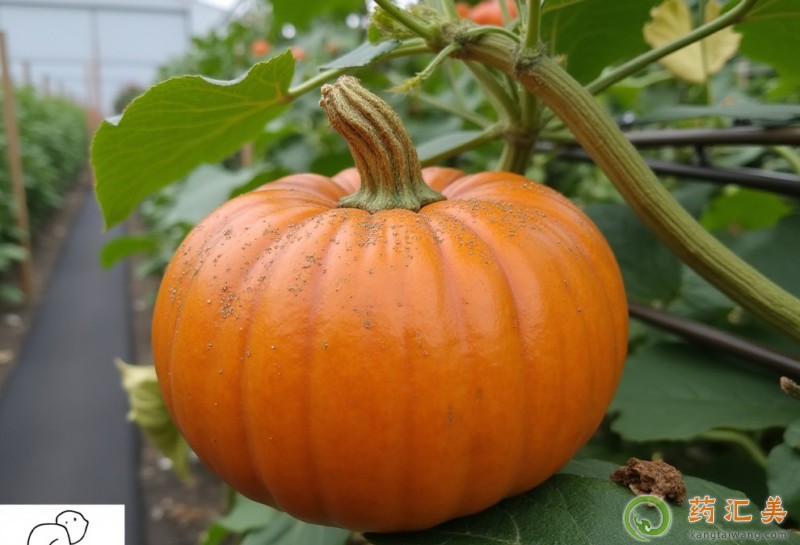 南瓜和什么食物搭配吃效果最好 南瓜和什么食物搭配吃效果最好