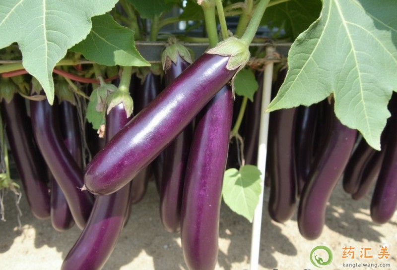 茄子和什么食物搭配一起吃效果最好 茄子和什么食物搭配一起吃效果最好