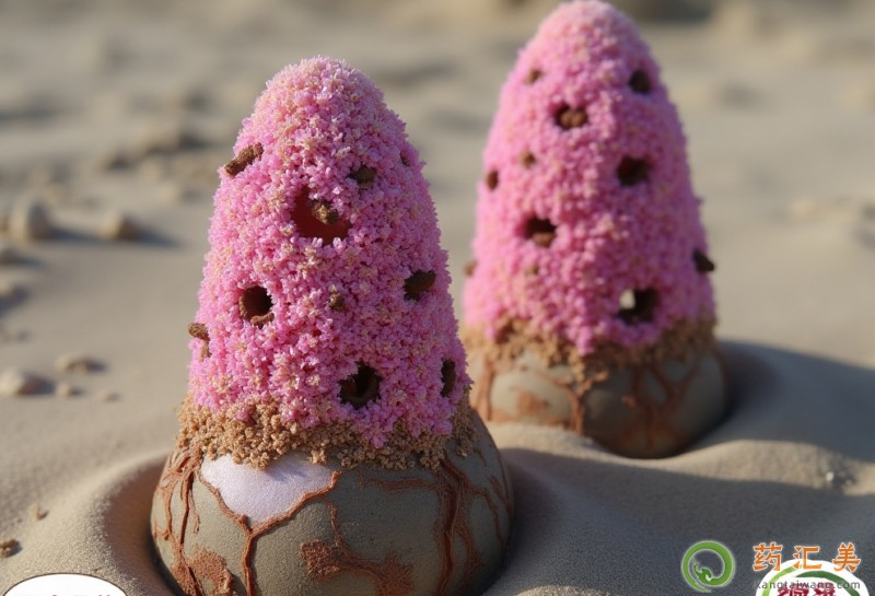 鎖陽補腎怎么吃補腎好 鎖陽補腎怎么吃補腎好