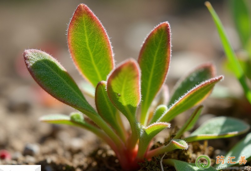 胰腺炎能吃馬齒莧嗎 胰腺炎能吃馬齒莧嗎