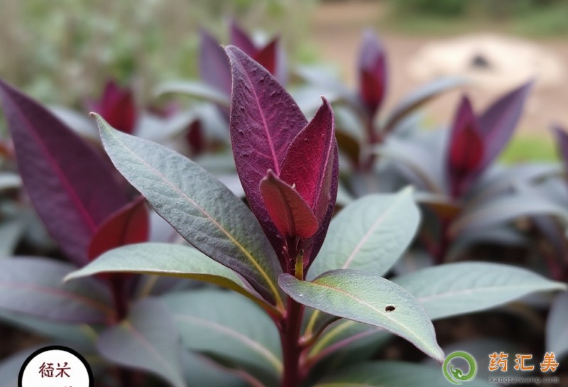 膽結石能吃紫背天葵嗎 膽結石能吃紫背天葵嗎