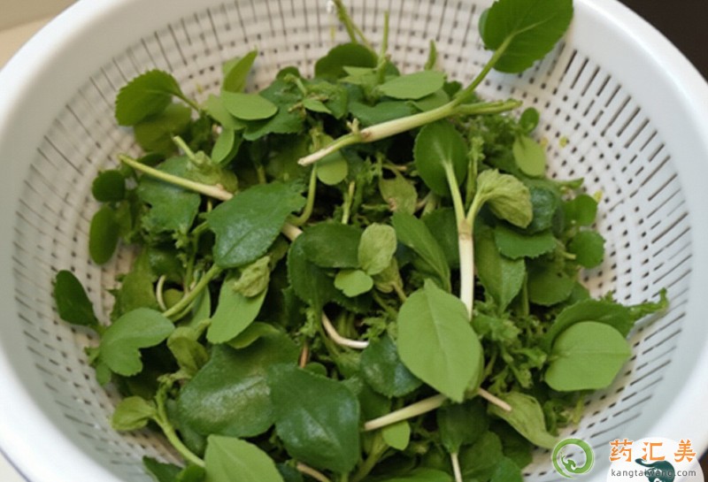 胰腺炎能吃馬頭蘭嗎 胰腺炎能吃馬頭蘭嗎