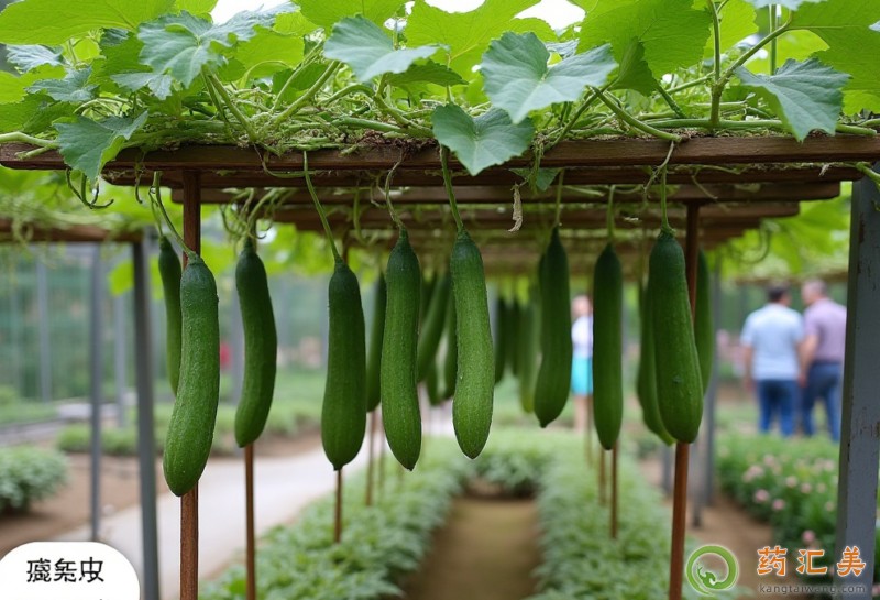 胰腺炎能吃瓠瓜嗎 胰腺炎能吃瓠瓜嗎