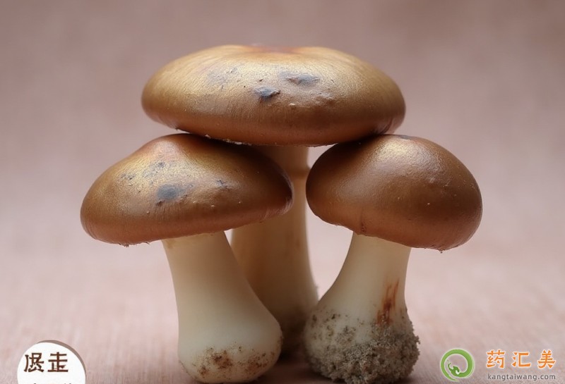 胰腺炎恢復(fù)期能吃草菇嗎 胰腺炎恢復(fù)期能吃草菇嗎