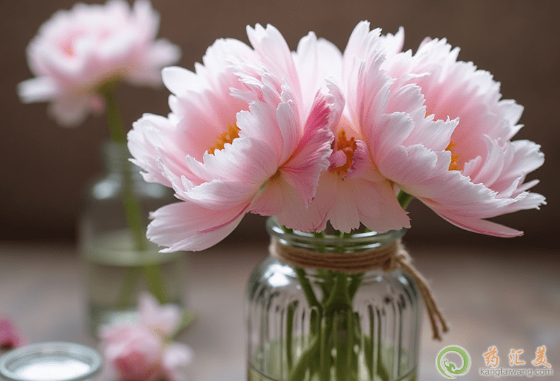 芍藥的營養價值 芍藥的營養價值