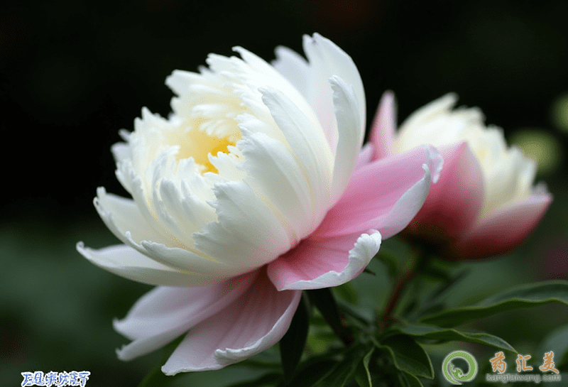 芍藥的功效與作用 芍藥的功效與作用