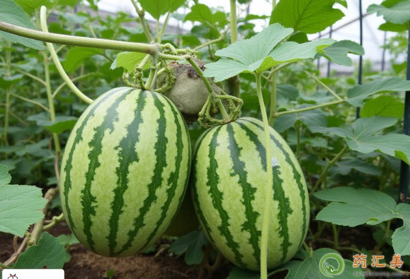 胰腺炎恢復期可以吃紅玉小西瓜嗎 胰腺炎恢復期可以吃紅玉小西瓜嗎