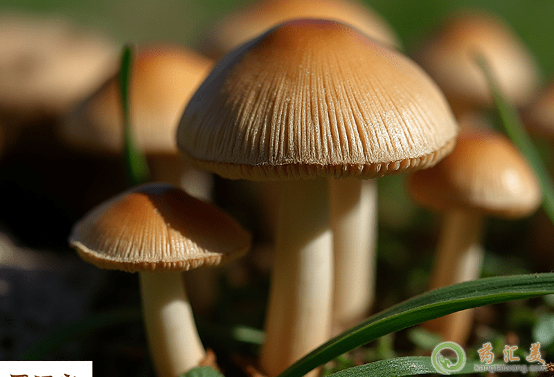 蘑菇的營養價值 蘑菇的營養價值