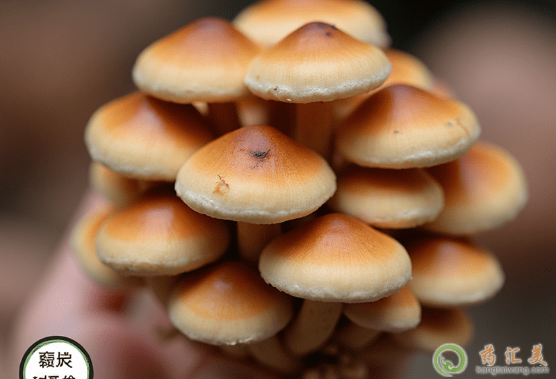 滑子菇的營養價值 滑子菇的營養價值