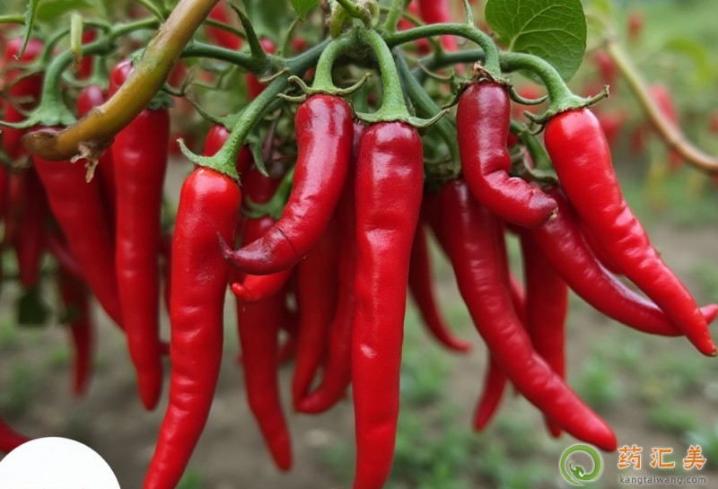 什么人不能吃辣椒 什么人不能吃辣椒