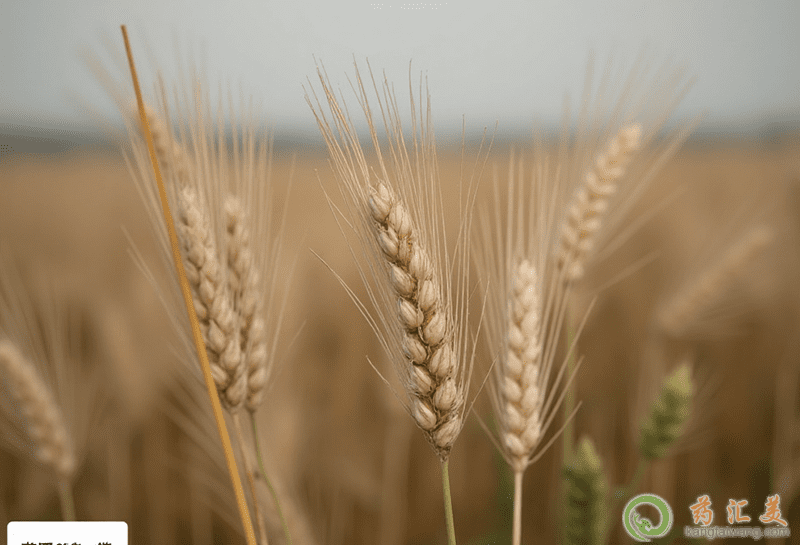 大麥的營(yíng)養(yǎng)價(jià)值 大麥的營(yíng)養(yǎng)價(jià)值