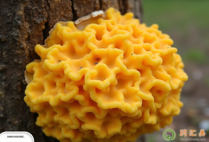 胰腺炎恢復期能吃黃耳嗎 胰腺炎恢復期能吃黃耳嗎