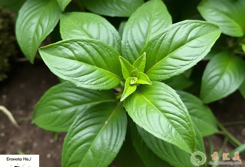 羅勒的營(yíng)養(yǎng)價(jià)值 羅勒的營(yíng)養(yǎng)價(jià)值