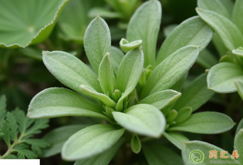 清明菜有什么作用 清明菜有什么作用