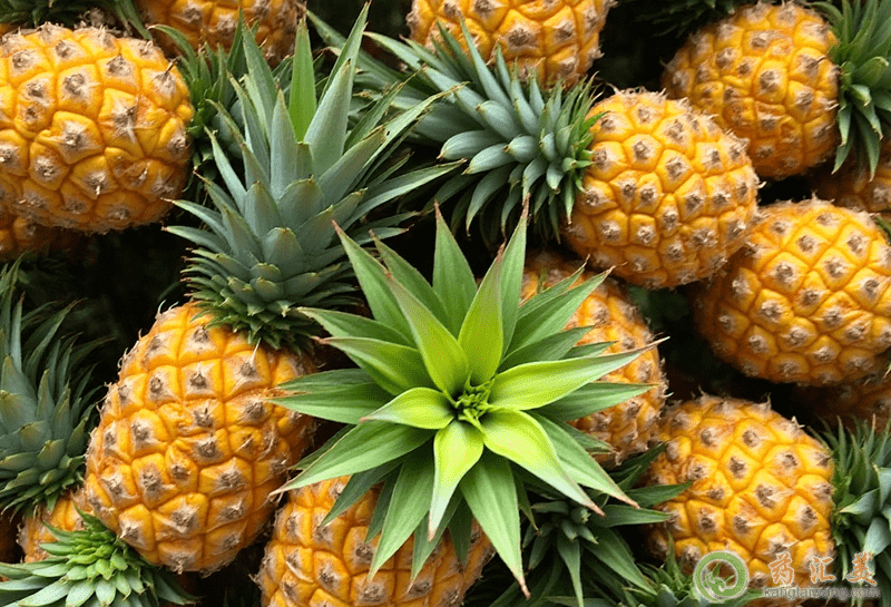 鳳梨是降火的水果 鳳梨是敗火的水果