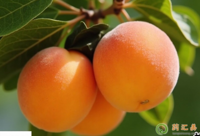 胰腺炎能吃杏嗎 胰腺炎能吃杏嗎