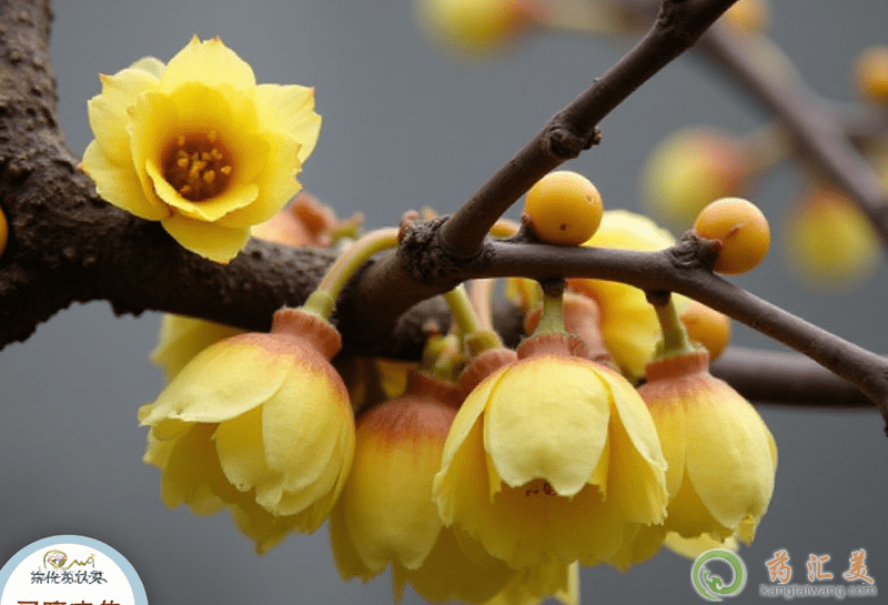 臘梅花的功效 臘梅花的功效
